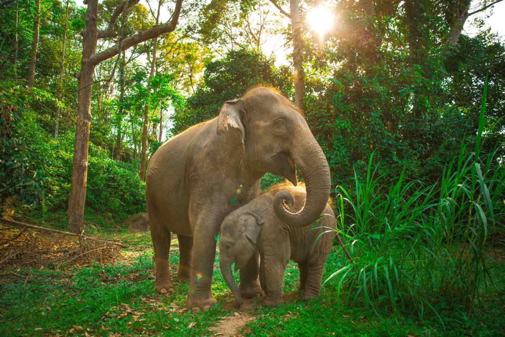The Green Elephant Tour Phuket