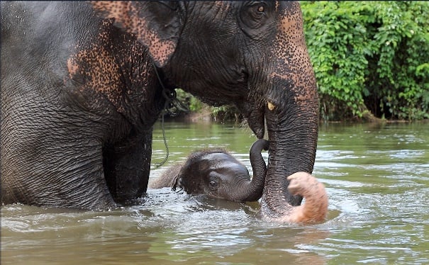 Elephants World Kanchanaburi