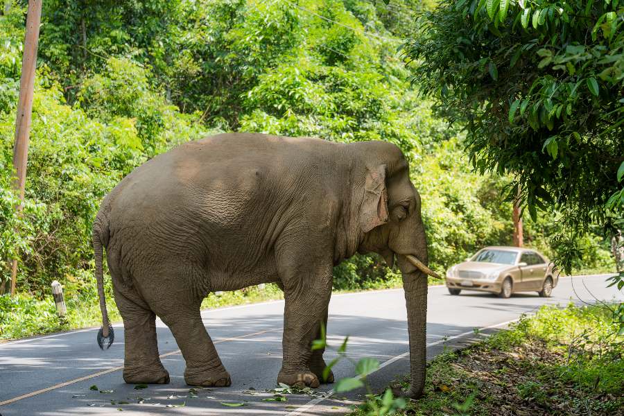 Khao Yai Safari Trip Elephants