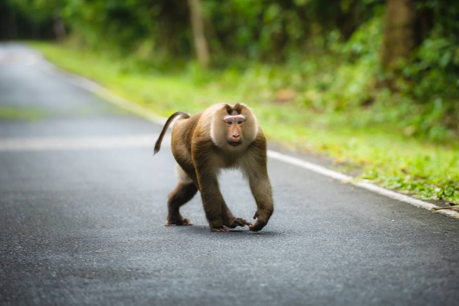 Khao Yai Van Safari Trip
