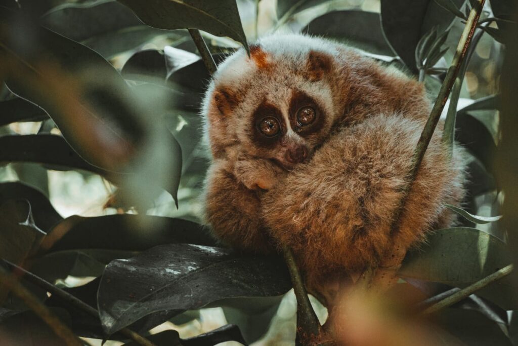 Bengal Slow Loris