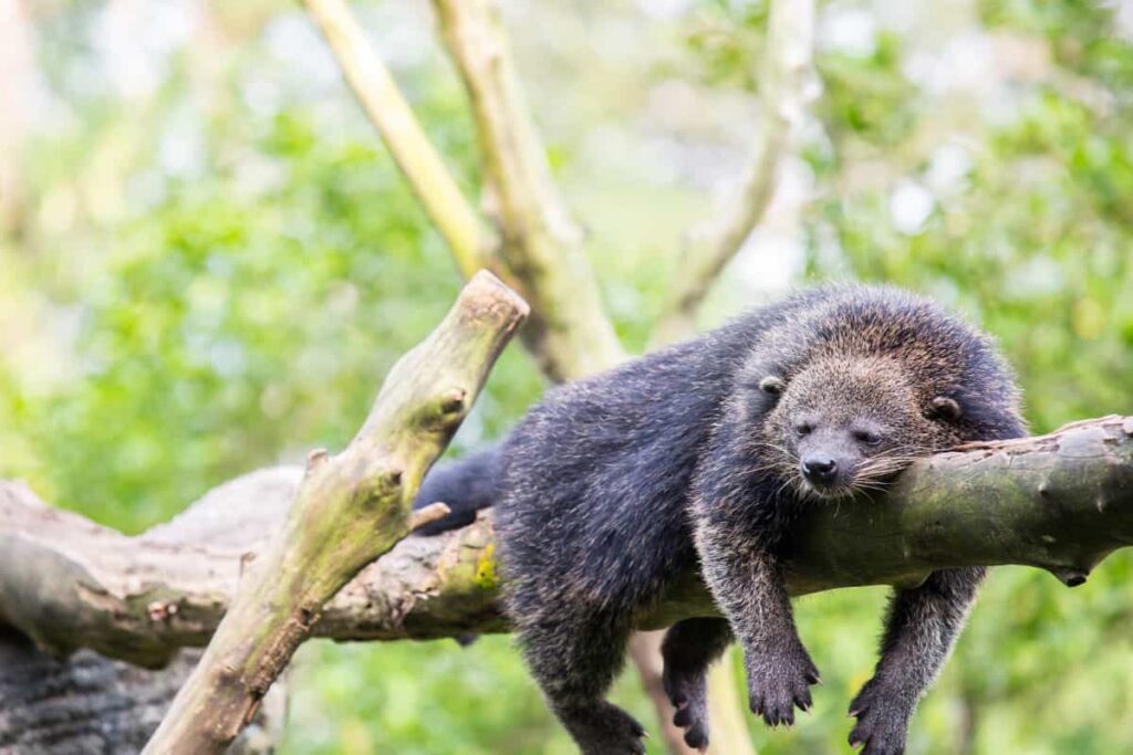 Binturong