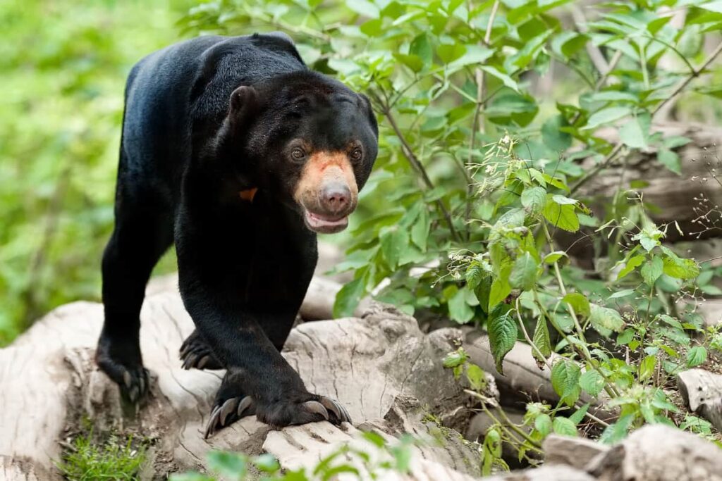 Black Bear in Thailand