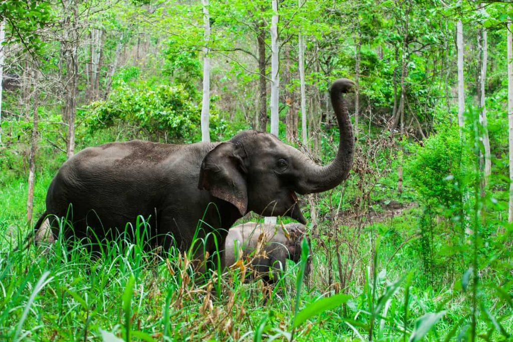 Elephants the most Popular animal in Thailand