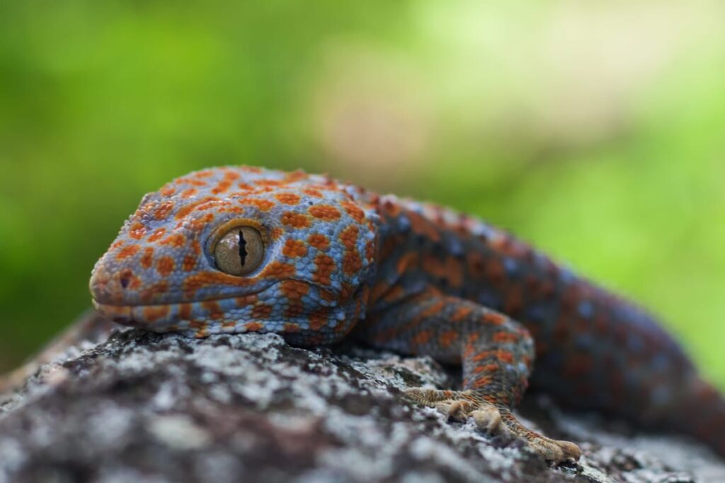 Tokay Gecko