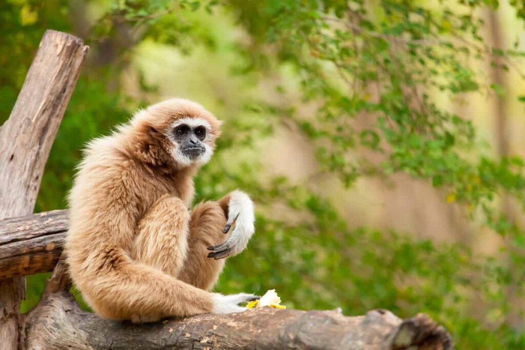Gibbon on a Tree