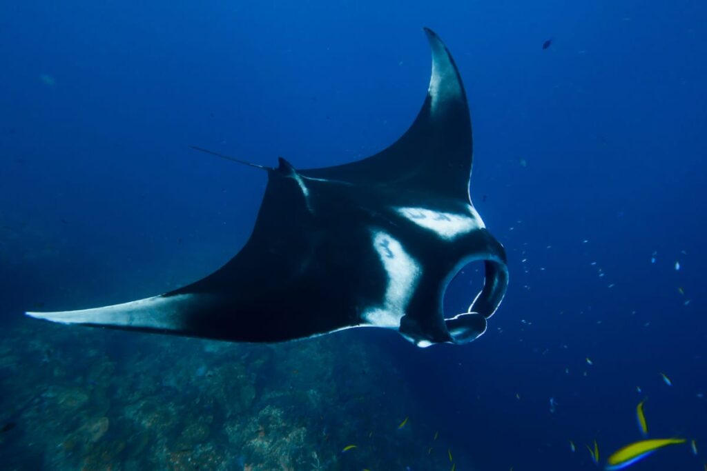 Manta Rays in the Andaman Sea Thailand