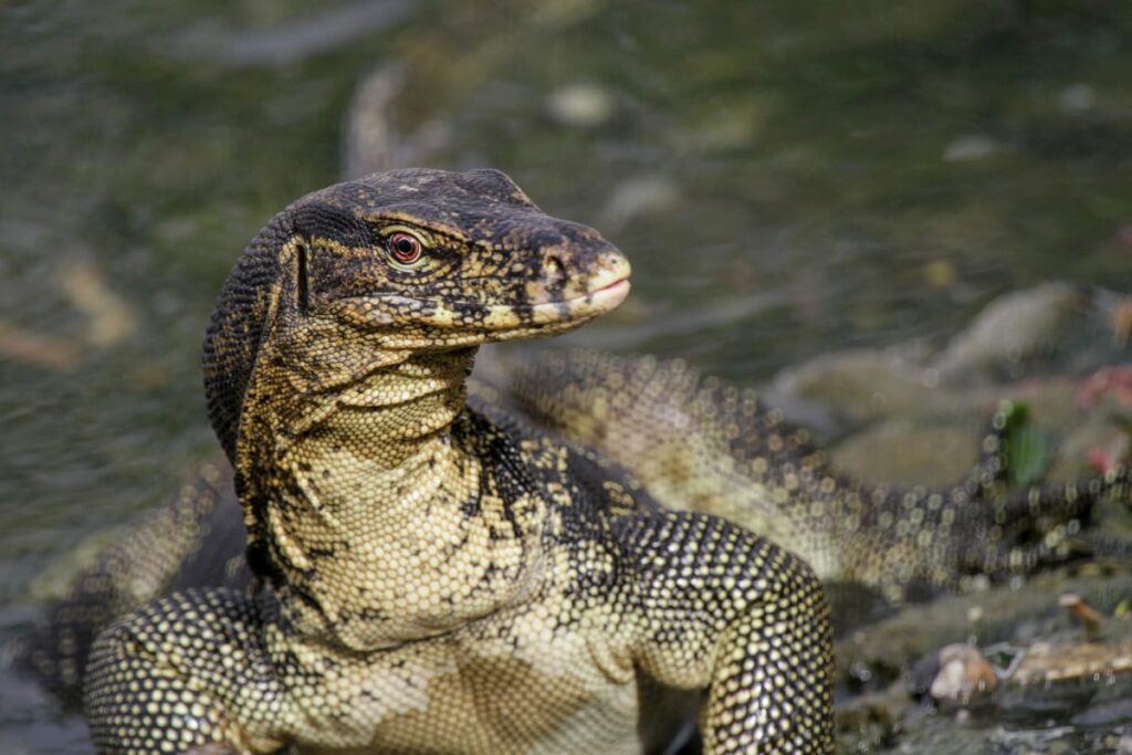 Monitor Lizard animals in Thailand