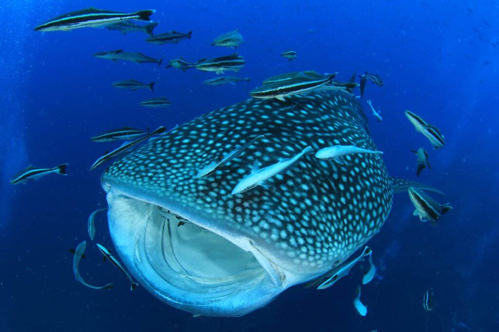 Whale Shark Thailand