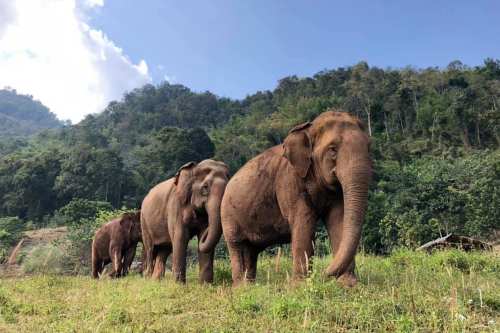 Elephant Highlands Chiang Mai