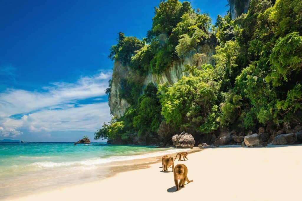 Monkey beach Thailand