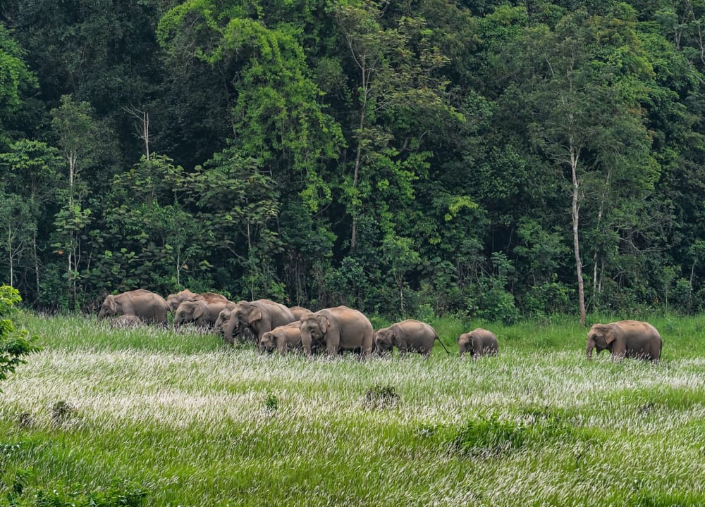 Khao Yai National Park Bangkok