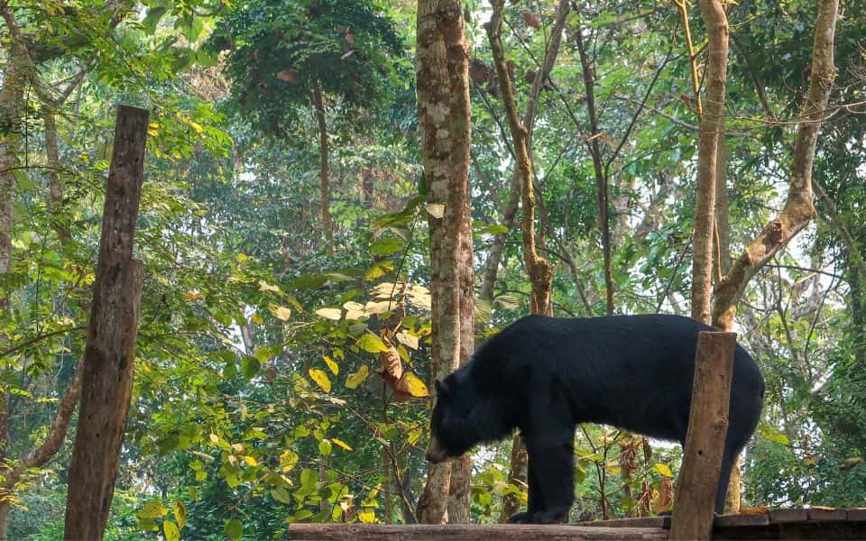 Bear Luang Prabang